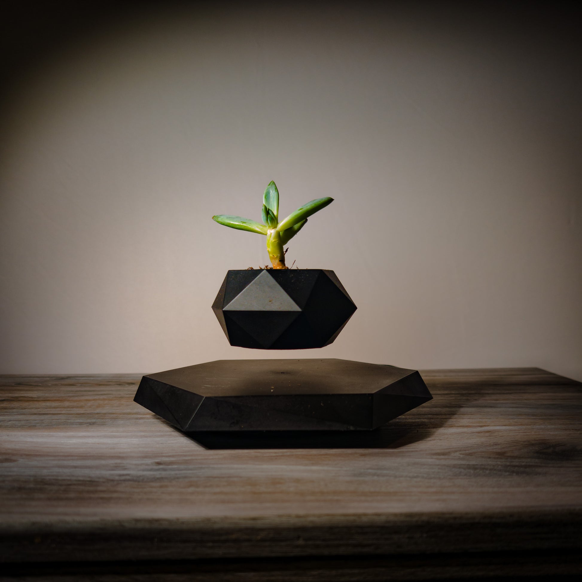NEOFLOAT LEVITATING PLANT